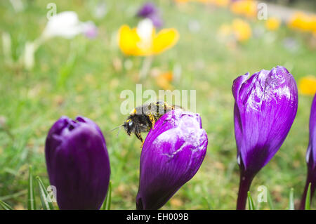 Wimbledon, London, UK. 4. März 2015. Eine Biene landet auf einer Krokus Blume auf Wimbledon Common Frühjahr Saison Ansätze Credit: Amer Ghazzal/Alamy Live-Nachrichten Stockfoto