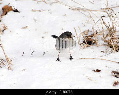 Junco Hyemalis, farbige Schiefer Junco, eine verbreitete Variante der Dark Eyed Junco Stockfoto