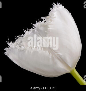 Weiße Tulpe vor schwarzem Hintergrund mit Fransen Stockfoto