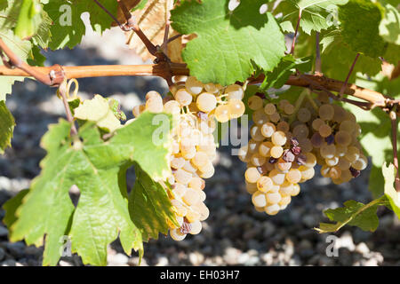 Rebsorten: Müller-Thurgau. Stockfoto