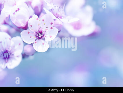 Wunderschöne Kirschblüte Grenze über Unschärfe Hintergrund, sanfte verträumte weiße Blüten auf Ästen, Frühling Saison Stockfoto