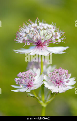 Großaufnahme Blüte Große Sterndolde (Astrantia große), Haute-Savoie, Frankreich. Stockfoto