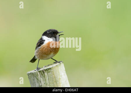 Gemeinsamen Schwarzkehlchen (Saxicola Torquata) stehen und singen auf einem Mast. Stockfoto