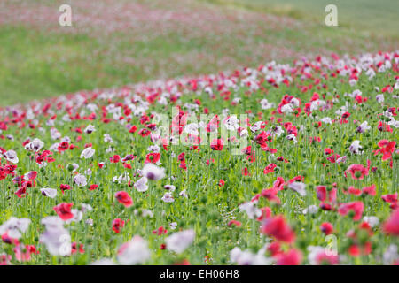 Österreich, Niederösterreich, Waldviertel, Mohnfeld, Papaver Somniferum, grauer Mohn Stockfoto