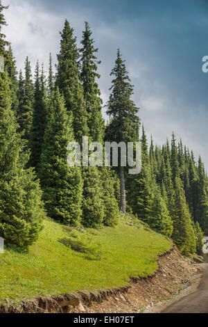 Aspen Waldungen Rocky mountains Stockfoto