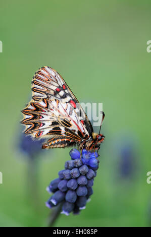 Südlichen Schwalbenschwanz Schmetterling: Zerynthia Polyxena. Captive Bred Probe Stockfoto