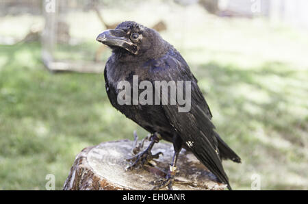 Crow gefangen, Detail eines wilden Vogel, großer Vogel Stockfoto