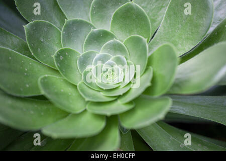 Nahaufnahme des grünen Aeonium arboreum, des Baumes Aeonium, des Baumes Hausleek oder der irischen Rose Stockfoto