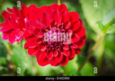 eine rote und schöne Blume aus dem Familty Dahlie schöne Farbe Stockfoto