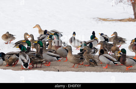 Eine große Gruppe oder Herde der Stockente Enten im Winterquartier. Anas platyrhynchos Stockfoto