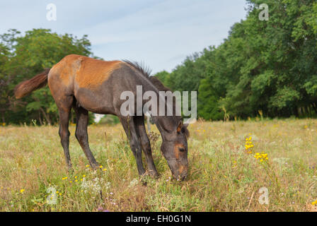 Niedliche Fohlen auf einer Alm Stockfoto
