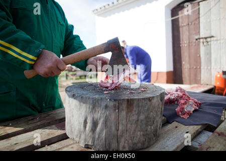 Schneiden das Fleisch mit Axt über stumpf Baum. Traditionellen Hause Schlachtung in Extremadura, Spanien Stockfoto