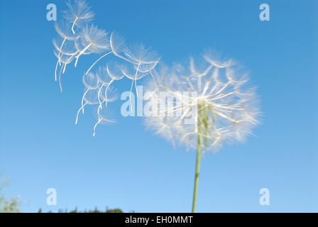 Löwenzahn Samen Kopf und Samen im Wind gegen blauen Himmel Stockfoto