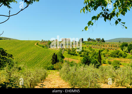 Bauernhof mit umliegenden Weinberge und Olivenbäume, zwischen Santa Lucia und San Gimignano, Siena Provinz, Toskana, Italien Stockfoto