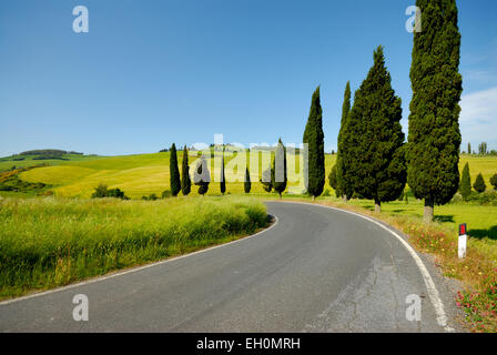 Zypressen entlang der Straße und Landschaft im Frühling, Monticchiello (UNESCO Weltkulturerbe), Val d ' Orcia, Toskana, Italien Stockfoto