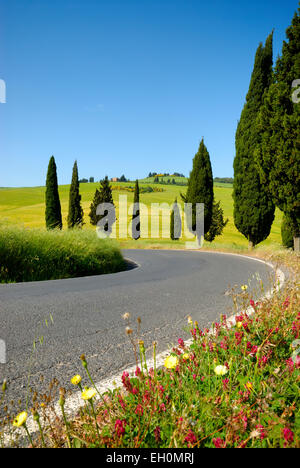 Zypressen und Blumen blühen entlang biegen Straße im Frühjahr, Monticchiello (UNESCO Weltkulturerbe), Val d ' Orcia, Italien Stockfoto
