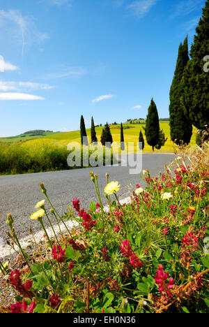 Zypressen und Blumen blühen entlang biegen Straße im Frühjahr, Monticchiello (UNESCO Weltkulturerbe), Val d ' Orcia, Italien Stockfoto