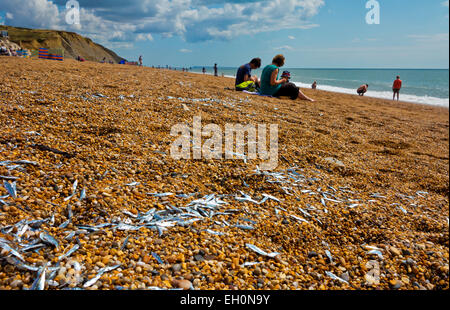 Whitebait gestrandet an einem Strand bei Burton Bradstock Dorset England UK werden die Fische geglaubt, um es von Makrelen getrieben worden Stockfoto