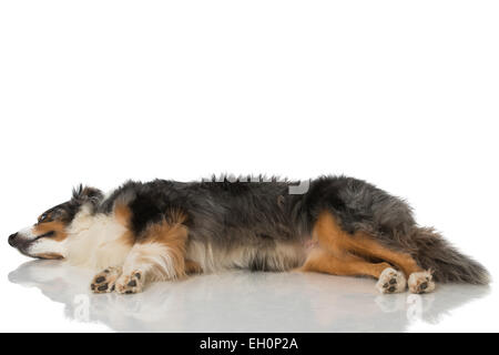 Australian Shepherd isoliert auf weiss Stockfoto