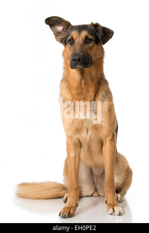 Mischling Hund isoliert auf weiss Stockfoto