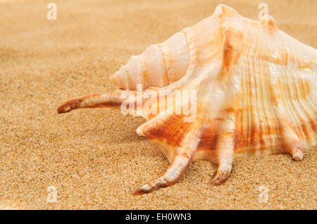 Nahaufnahme einer Riesenspinne Conch Shell auf dem sand Stockfoto