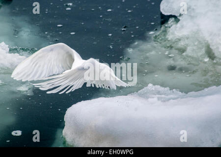 Verträumte Bild eines Erwachsenen Elfenbein Möwe, Pageophilia Eburnea, fliegen über den Olgastretet Packeis Svalbard, Norwegen Stockfoto