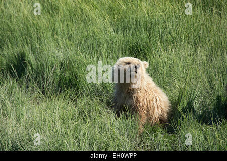 Vorderansicht des einen niedlichen Grizzly Bear Frühling Cub, Ursus Arctos, sitzen Segge Gras, Lake-Clark-Nationalpark, Alaska, USA Stockfoto