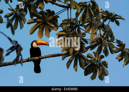 Riesentukan, Ramphastos Toco, thront in einem Trompetenbaum, Cecropia Peltata, auch genannt Snakewood oder Pumpwood, Pantanal, Brasilien Stockfoto