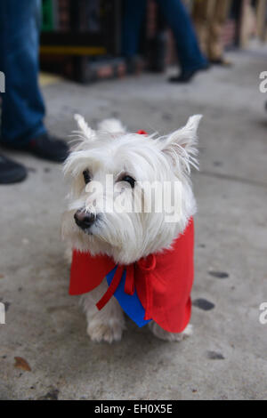 West Highland White Terrier trägt einen Umhang während Halloween in den Straßen von Newark, New Jersey USA. Stockfoto