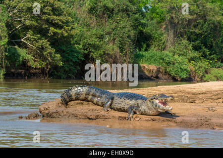 Yacare Caiman, Caiman crocodilus yacare, Mund offen, an einem Flussufer im Pantanal, Mato Grosso, Brasilien, Südamerika Stockfoto
