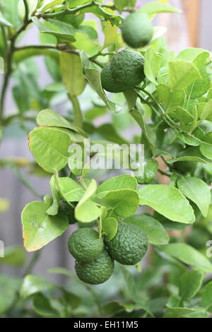 Kaffir Limette Citrus Hystrix Früchte am Baum Stockfoto