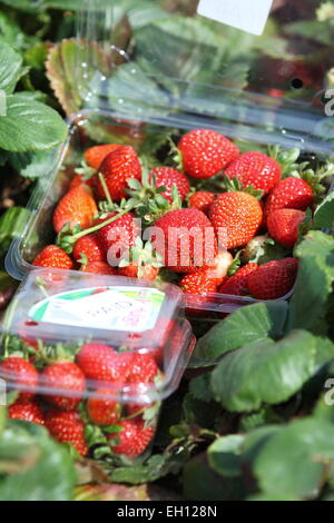 Bastkörbe von frischen Erdbeeren auf Hochbeet Stockfoto