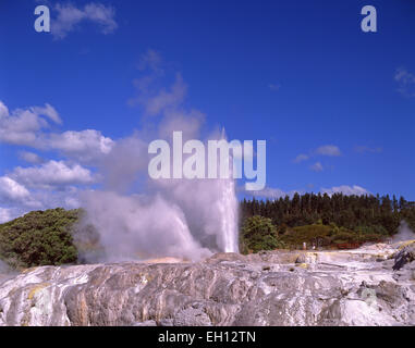 Prince Of Wales Federn Geysir ausbrechen, Te Puia thermische Tal, Rotorua, Bucht von viel Region, Nordinsel, Neuseeland Stockfoto