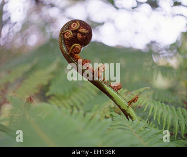 Entfaltung Wedel (Koru) der Silver Fern (alsophila Dealbata), Marlborough Sounds, Region Marlborough, Neuseeland Stockfoto