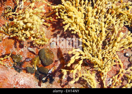 Meer-Pflanzen und Algen in der Nähe von seichten Wasser am Strand Stockfoto