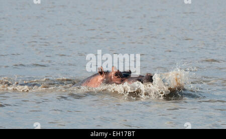 Nilpferd im Wasser-Kopf geschossen Stockfoto