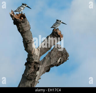 Zwei Pied Eisvögel gehockt tote Äste des Baumes Stockfoto