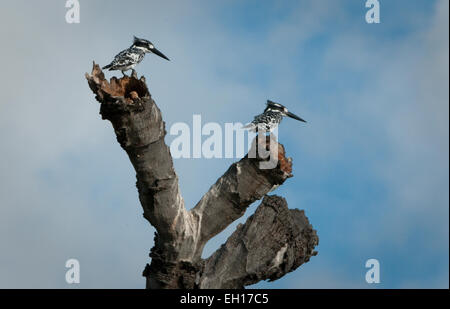 Zwei Pied Eisvögel gehockt tote Äste des Baumes Stockfoto