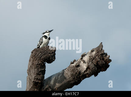 Zwei Pied Eisvögel gehockt tote Äste des Baumes Stockfoto