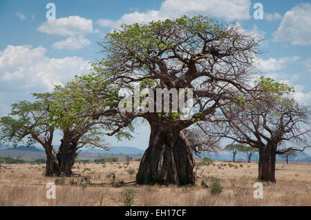 Baobab-Bäume in Ebenen Stockfoto