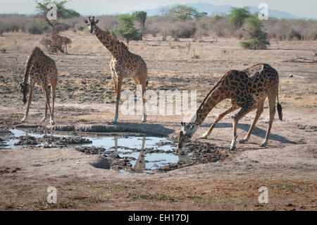 Drei Masai-Giraffen stehen Wasserloch, eins trinken Stockfoto