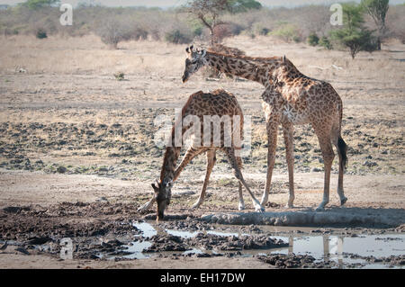 Zwei Masai-Giraffen vom Wasserloch, eins trinken Stockfoto