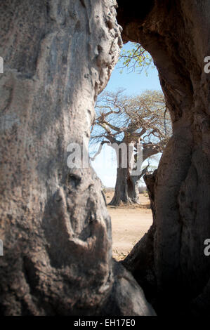 Baobab-Baum, Blick durch eine malerische Stockfoto