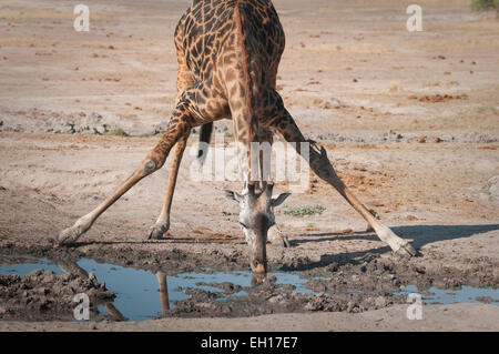 Masai-Giraffe mit Beine gespreizt, trinken Stockfoto