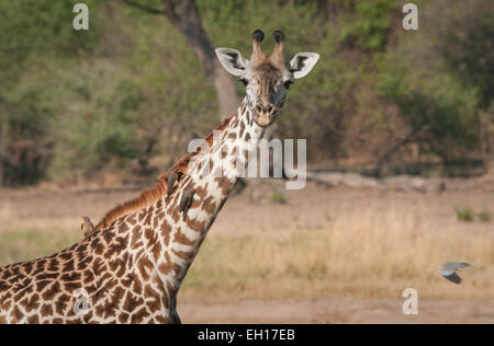 Nahaufnahme von Masai-Giraffe mit Oxpecters am Hals Stockfoto