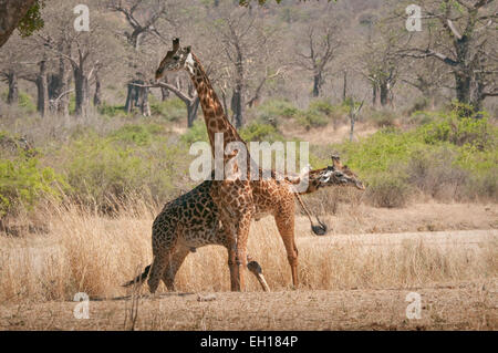 Zwei Masai-Giraffen "Einschnürung" - Gründung Dominanz Stockfoto