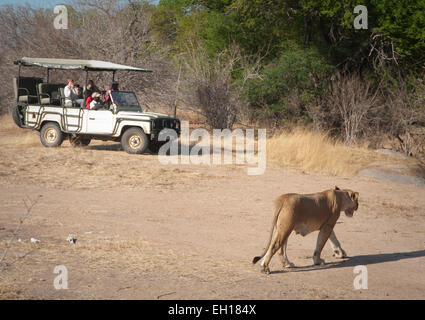 Lion Kreuzung Straße vor touristischen Fahrzeug Stockfoto