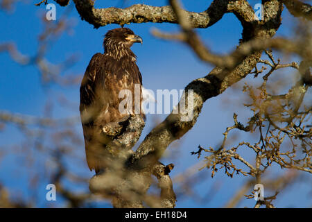 Unreife Weißkopf-Seeadler (Haliaeetus Leucocephalus) thront in einer Garry Eiche in Nanaimo Flussmündung, Vancouver Island, BC, Kanada Stockfoto