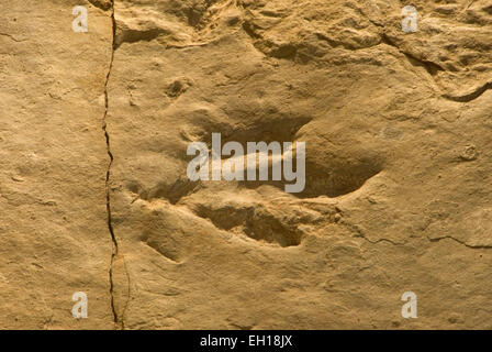 Dinosaur Tracks, Dinosaur State Park, Connecticut Stockfoto