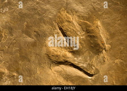 Dinosaur Tracks, Dinosaur State Park, Connecticut Stockfoto